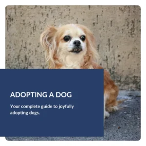 Adopting A Dog